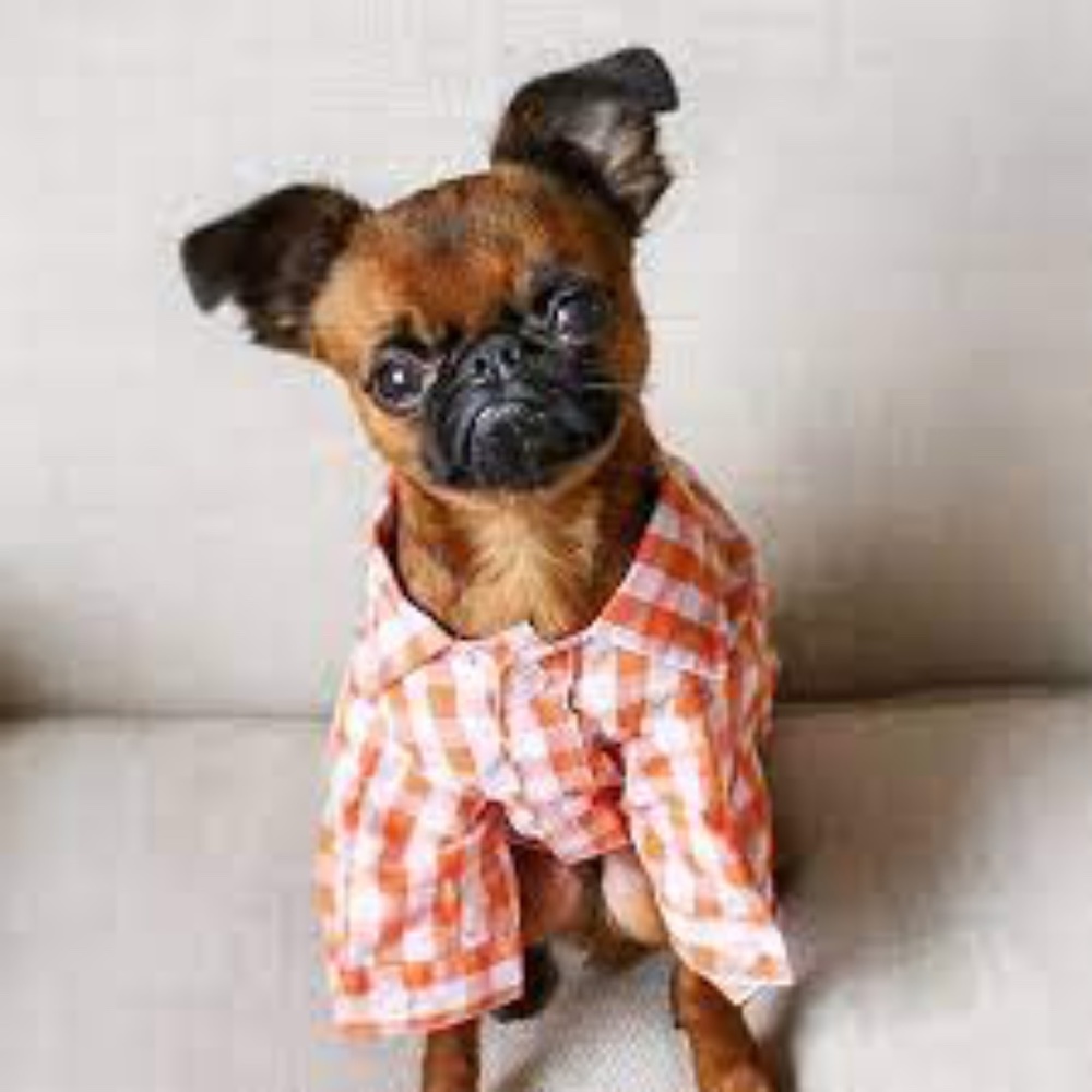 NWT- Plaid Button Down Dog Shirt in Orange fabdog